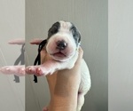 Small Photo #13 Great Dane Puppy For Sale in HALLETTSVILLE, TX, USA
