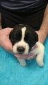 Puppy 3 Saint Dane