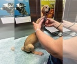 Small Photo #7 Great Dane Puppy For Sale in ALIQUIPPA, PA, USA