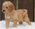 Small Photo #2 Goldendoodle (Miniature) Puppy For Sale in FREDERICKSBURG, OH, USA