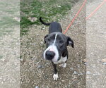 Small #1 American Staffordshire Terrier Mix