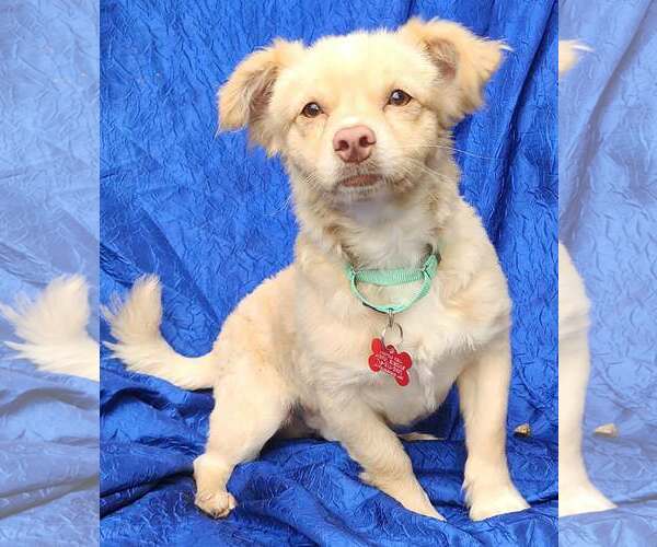 Medium Photo #3 Chiranian Puppy For Sale in Cuba, NY, USA