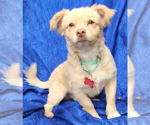 Benjamin AKA Jerry - Male Chiranian Dog for Adoption - Photo #3