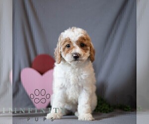 Goldendoodle (Miniature) Puppy for sale in DORNSIFE, PA, USA