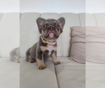 Image preview for Ad Listing. Nickname: Fluffy litter 4