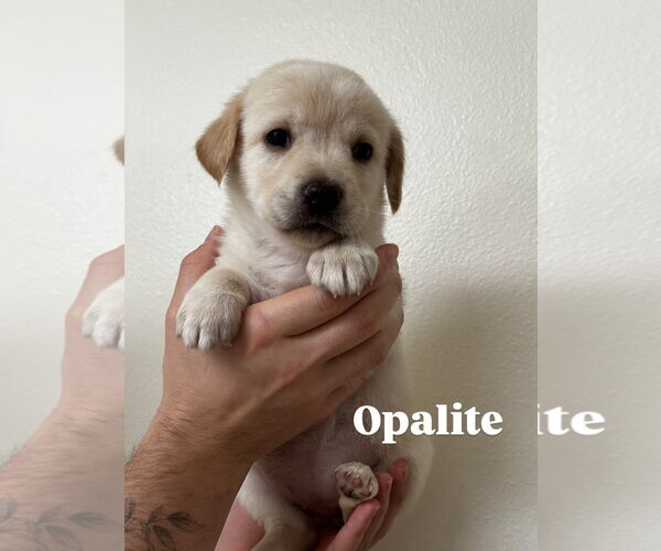 Medium Photo #1 Mutt Puppy For Sale in Bellevue, WA, USA