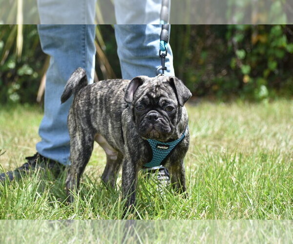 Medium Photo #5 Pug Puppy For Sale in PALM COAST, FL, USA