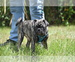Small #4 Pug