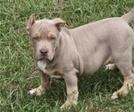 Athena - Female American Bully Puppy for Sale - Photo #2