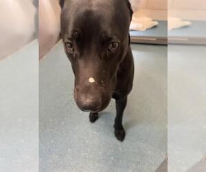 Labrador Retriever-Unknown Mix Dogs for adoption in Pearland, TX, USA