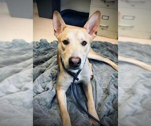 Carolina Dog Dogs for adoption in Belleville, IL, USA