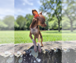 Small #3 Chihuahua