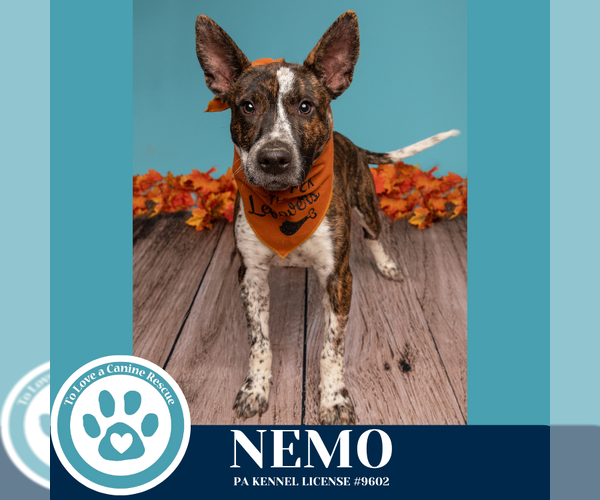 Medium Photo #4 Mutt Puppy For Sale in Kimberton, PA, USA