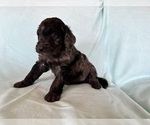 Small #2 Goldendoodle
