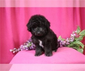 Aussie-Poo Puppy for sale in MIAMI, FL, USA