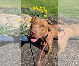 American Pit Bull Terrier-Unknown Mix Dogs for adoption in Rockaway, NJ, USA