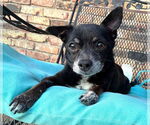 Small #8 Chihuahua