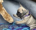 Small Photo #10 French Bulldog Puppy For Sale in CEDAR HILL, TX, USA