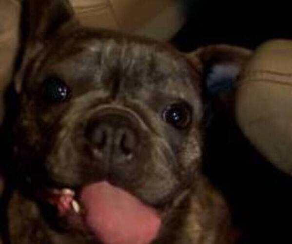 Medium Photo #1 French Bulldog Puppy For Sale in VIRGINIA BEACH, VA, USA