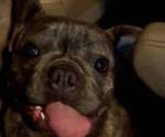 Small Photo #1 French Bulldog Puppy For Sale in VIRGINIA BEACH, VA, USA
