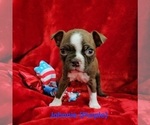 Puppy Johnnie purple Boston Terrier