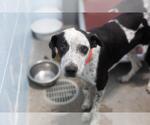 Small Bluetick Coonhound-Border Collie Mix