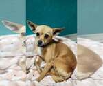 Small Photo #3 Chihuahua-Unknown Mix Puppy For Sale in Woodbury, NY, USA