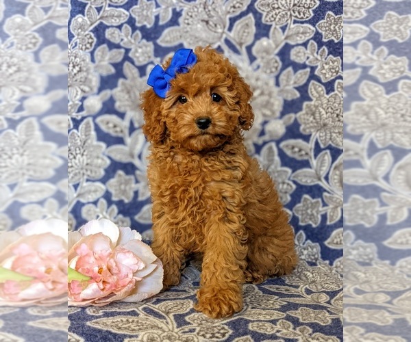 Medium Photo #2 Cockapoo-Poodle (Miniature) Mix Puppy For Sale in BIRD IN HAND, PA, USA