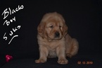 Small Photo #3 Golden Retriever Puppy For Sale in FRESNO, CA, USA