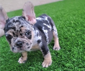 French Bulldog Puppy for sale in LAS VEGAS, NV, USA