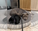 Small #4 American Pit Bull Terrier Mix