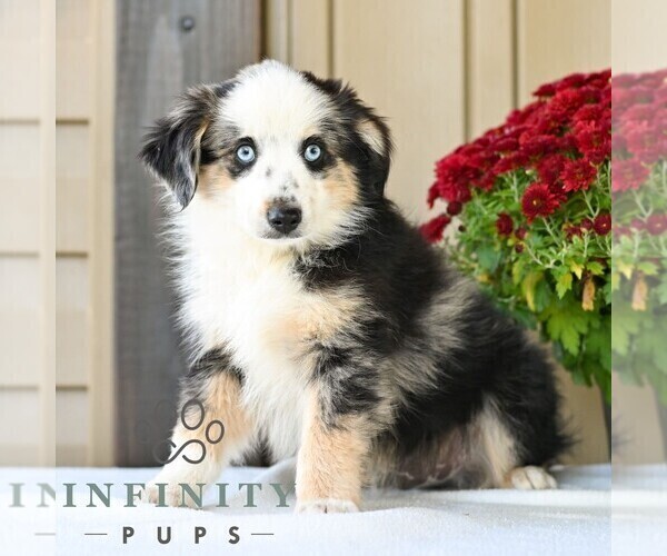 Medium Photo #2 Miniature Australian Shepherd Puppy For Sale in REBERSBURG, PA, USA