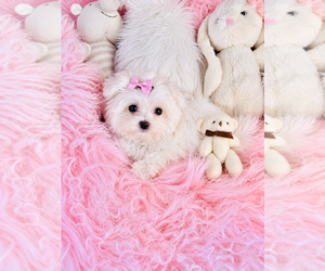 Maltese Puppy for sale in TAMPA, FL, USA