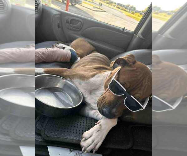 Medium Photo #2 American Pit Bull Terrier-Unknown Mix Puppy For Sale in Evansville, IN, USA