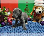 Small Photo #6 Great Dane Puppy For Sale in BANGOR, WI, USA