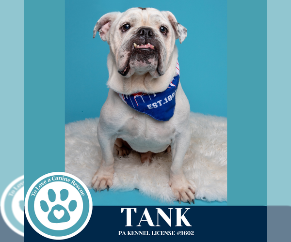Medium Photo #3 Bulldog Puppy For Sale in Kimberton, PA, USA