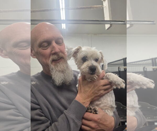 Medium Photo #1 Shih Tzu-Unknown Mix Puppy For Sale in Thomasville, NC, USA