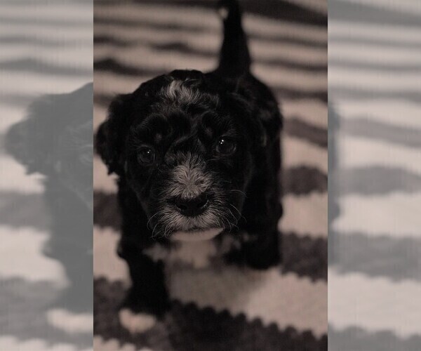 Medium Photo #1 Zuchon Puppy For Sale in MECHANICSVILLE, VA, USA