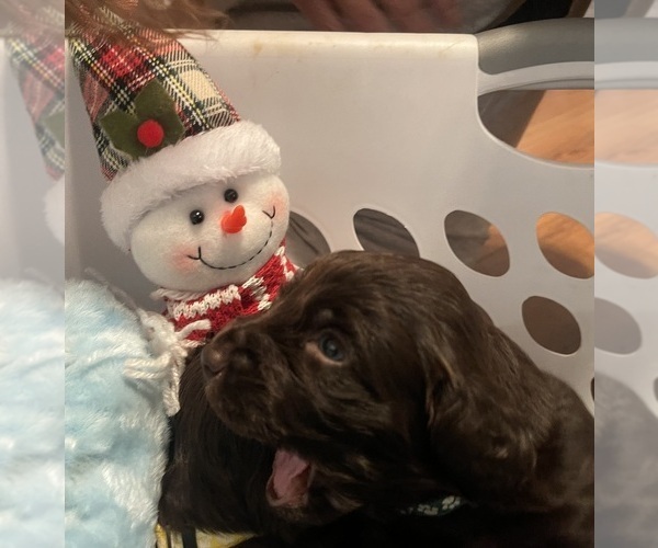 Medium Photo #1 Boykin Spaniel Puppy For Sale in BISHOP, TX, USA
