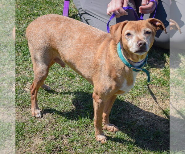 Medium Photo #2 Doxle Puppy For Sale in Huntley, IL, USA