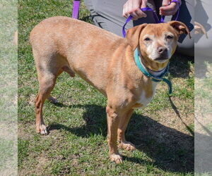 Lil Man - Male Doxle Dog for Adoption - Photo #2