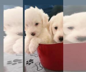 Maltipoo Puppy for sale in OAK GLEN, CA, USA