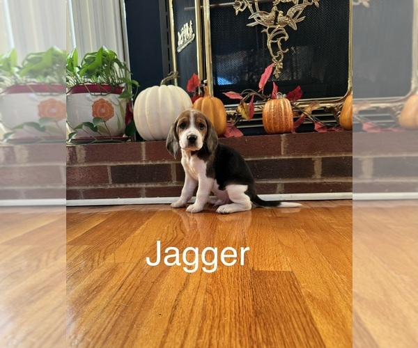 Medium Photo #2 Beagle Puppy For Sale in NATHALIE, VA, USA