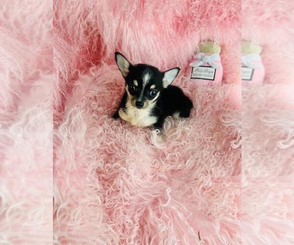 Medium Photo #7 Chihuahua Puppy For Sale in BOSTON, MA, USA