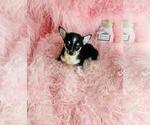 Small #6 Chihuahua