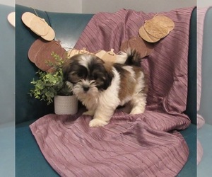 Zuchon Puppy for sale in LE MARS, IA, USA