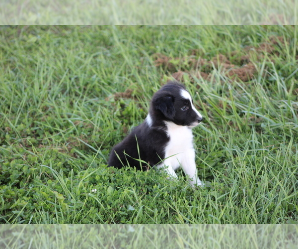 Medium Photo #21 Border Collie Puppy For Sale in BLOOMINGTON, WI, USA