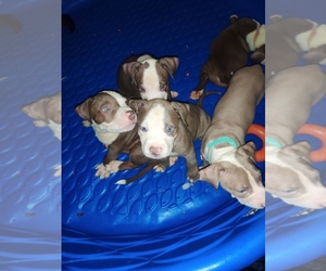 American Pit Bull Terrier Puppy for sale in GARDENA, CA, USA
