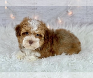 Havanese Puppy for sale in HUFFMAN, TX, USA