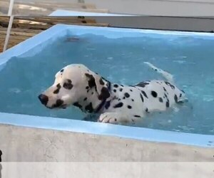 Dalmatian Puppy for sale in VAN NUYS, CA, USA
